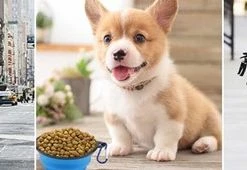 Groothandel π Groothandel π Morpilot Rugzak - Huisdierrugzak - Opvouwbare Hondendraagtas - Rugzak Voor Katten En Kleine Honden - Hondenrugzakdrager - Geventileerde Rugzak - Binnenste Veiligheidsriem - Draagtas Voor Kamperen Wandelen π βοΈ 9 Groothandel π Groothandel π Morpilot Rugzak - Huisdierrugzak - Opvouwbare Hondendraagtas - Rugzak Voor Katten En Kleine Honden - Hondenrugzakdrager - Geventileerde Rugzak - Binnenste Veiligheidsriem - Draagtas Voor Kamperen Wandelen π βοΈ -Tassen-dames Verkoop 550x170 1